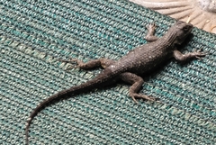 Sceloporus occidentalis