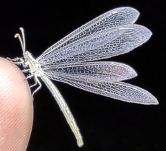 Neuroleon arenarius