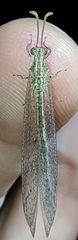 Neuroleon arenarius