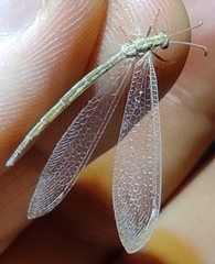 Neuroleon arenarius
