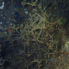 Amathia verticillata