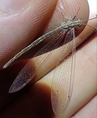 Neuroleon arenarius
