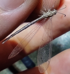Neuroleon arenarius