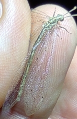 Neuroleon arenarius