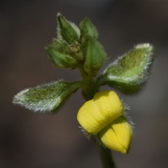 Crotalaria montana angustifolia