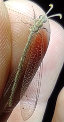 Neuroleon arenarius