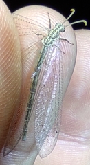Neuroleon arenarius
