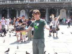 Columba livia domestica