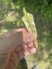 Robinia viscosa