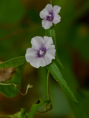 Ipomoea eriocarpa