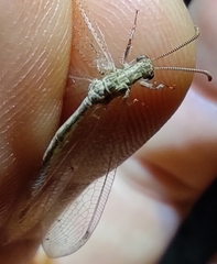 Neuroleon arenarius