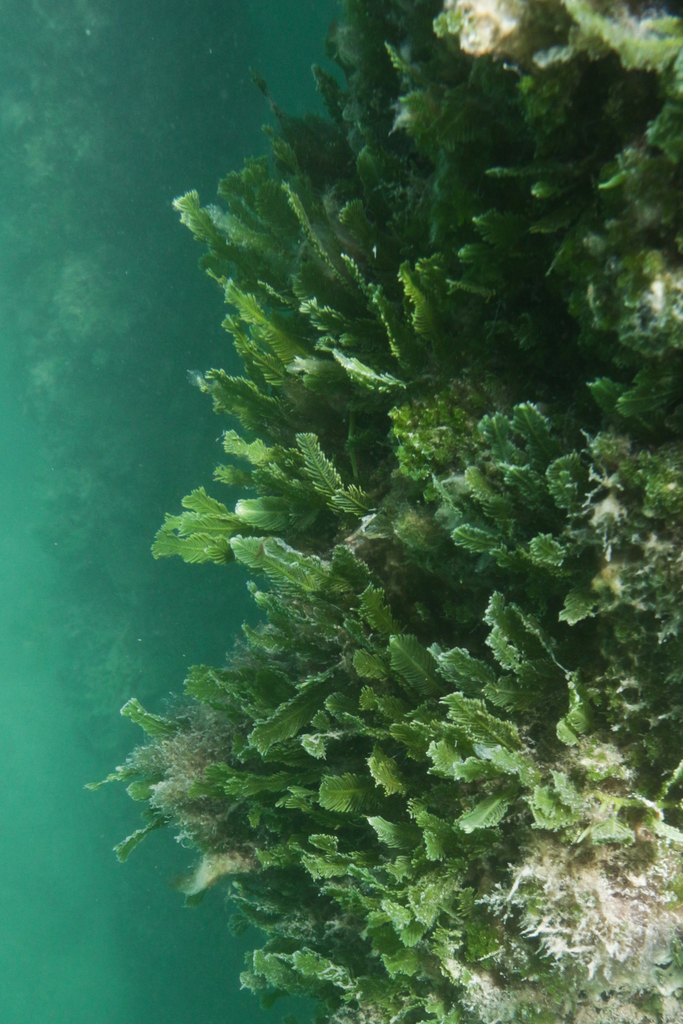 Caulerpa ashmeadii