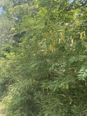 Robinia viscosa