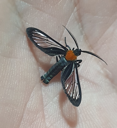 Methysia notabilis