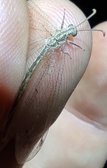 Neuroleon arenarius