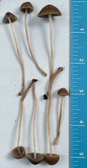 Psathyrella prona