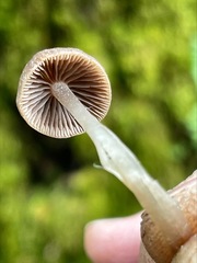 Psathyrella prona