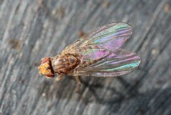 Drosophila busckii