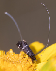 Adela trigrapha