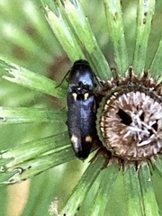 Megapenthes caprella