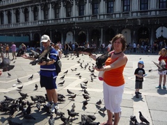 Columba livia domestica