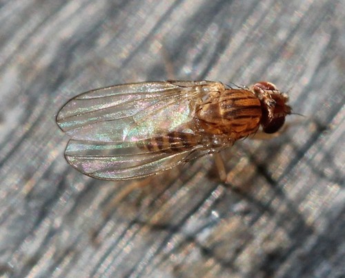 Pomace fly photo 5