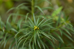 Podocarpus glomeratus