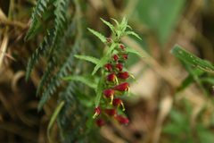 Neobartsia
