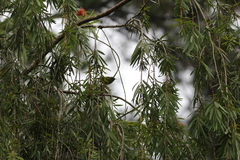 Aethopyga gouldiae