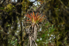 Bromeliaceae