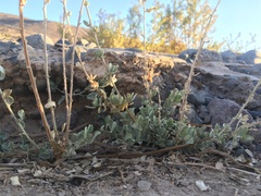 Atriplex atacamensis