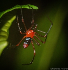 Dimidamus dimidiatus