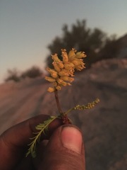 Prosopis tamarugo