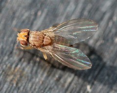 Drosophila busckii