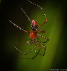 Dimidamus dimidiatus