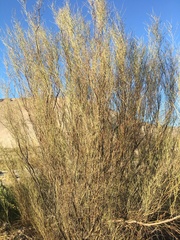 Ephedra breana
