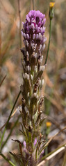 Castilleja brevistyla