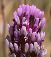 Castilleja brevistyla
