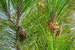 Pinus tecunumanii
