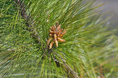 Pinus tecunumanii