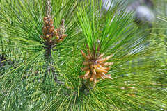 Pinus tecunumanii