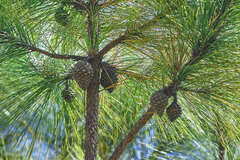 Pinus tecunumanii