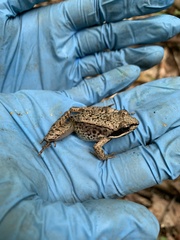 Lithobates sylvaticus image