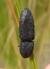 Lacon punctatus