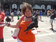 Columba livia domestica