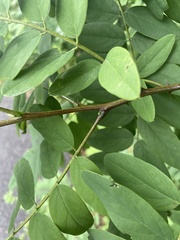 Robinia viscosa