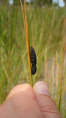 Lacon punctatus