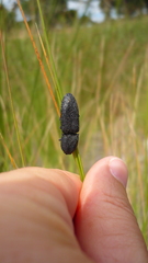 Lacon punctatus