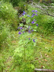 Delphinium brachycentrum