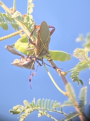 Pachylis neocalifornicus